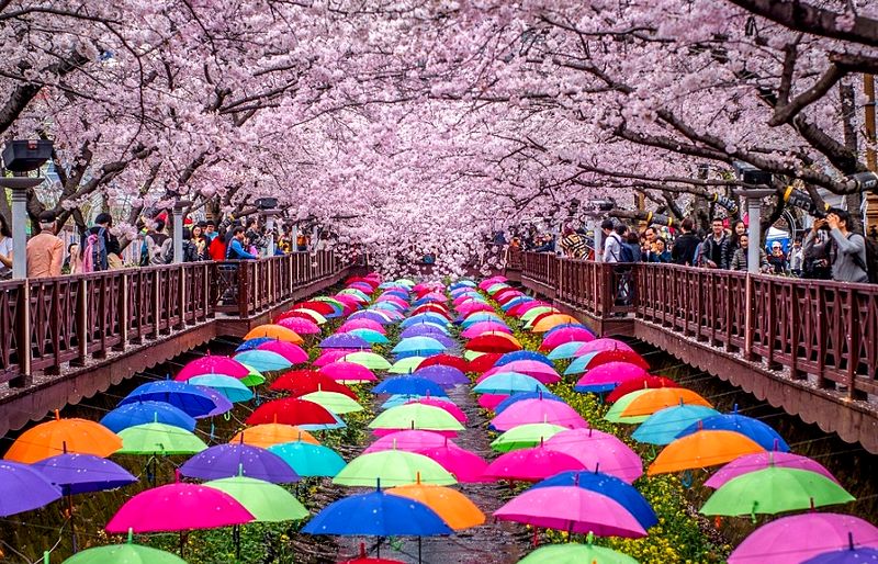 Цветение сакуры в Южной Корее